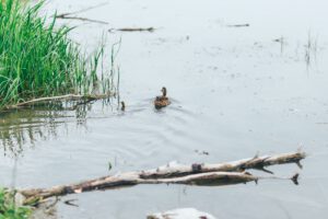 Portrait of a females of duck on the water river