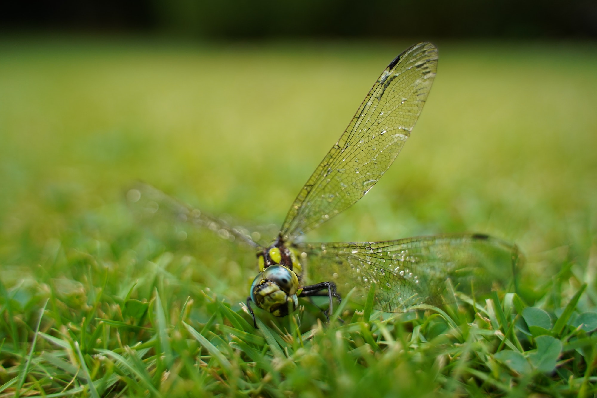 Tote Libelle auf dem Gras