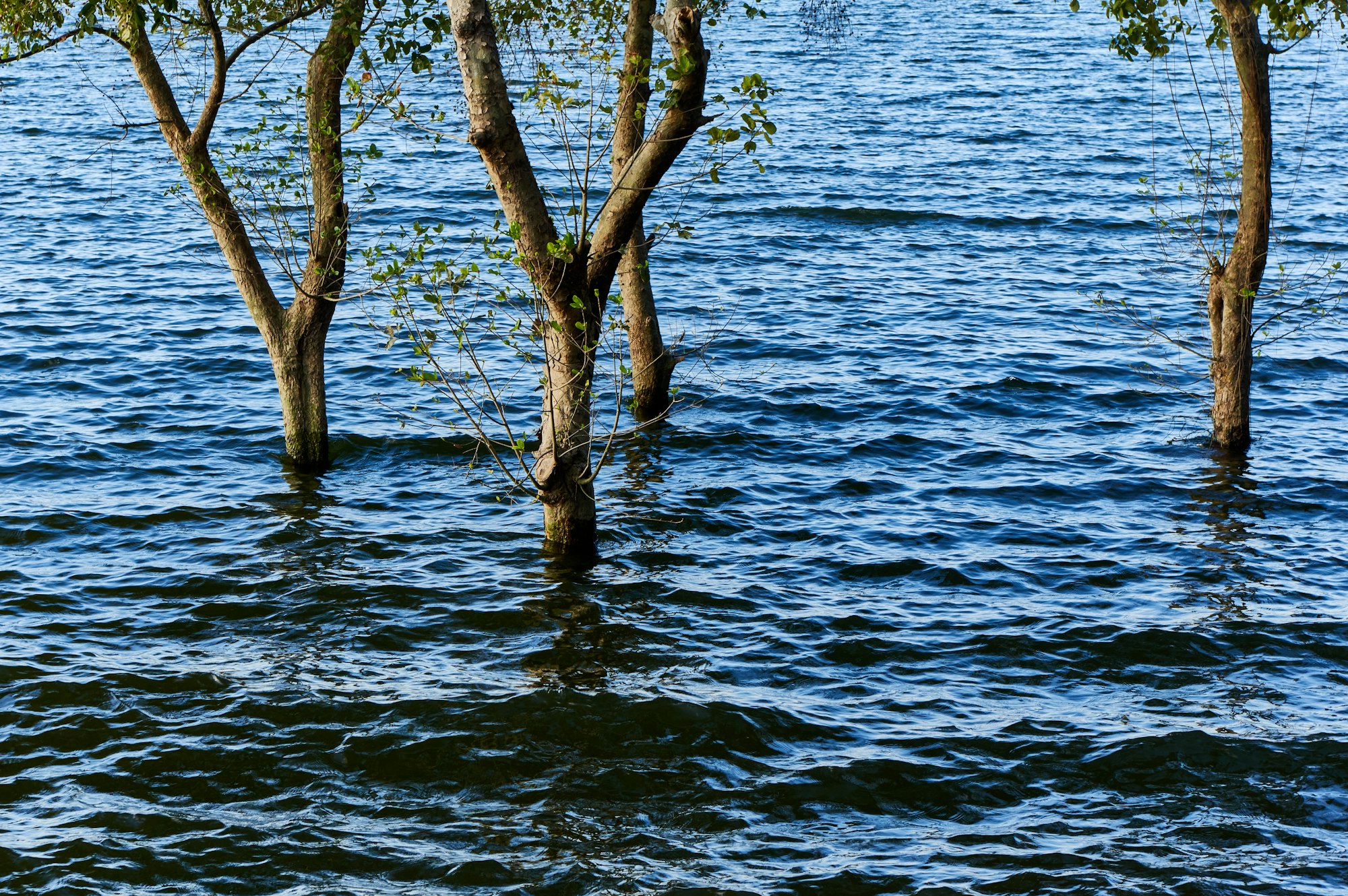 The trees on the water during flooding